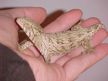 Pine Island Leachianus 2