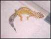 Hypo tangerine