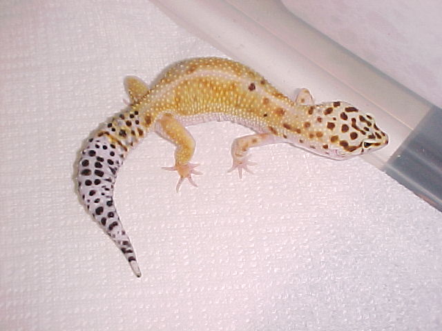 Hypo tangerine