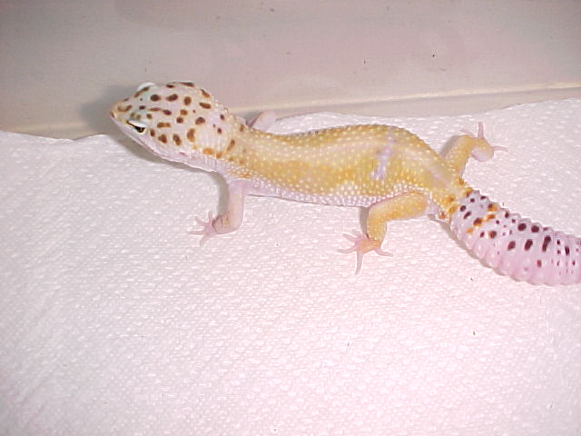 hypo tang x HY male