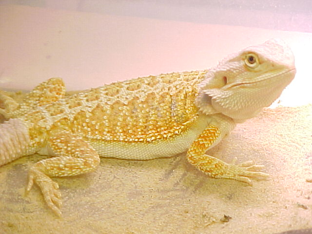 Orange Hypo pastel Male