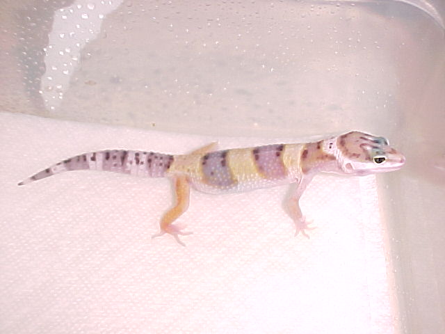 baby leo