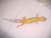 Hypo tang. male 2002 hatch
