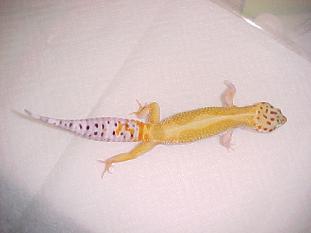 Hypo tang. male 2002 hatch