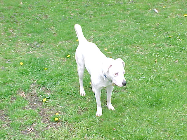 Soozi in yard