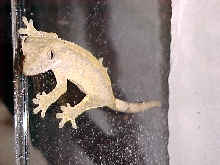 crested gecko