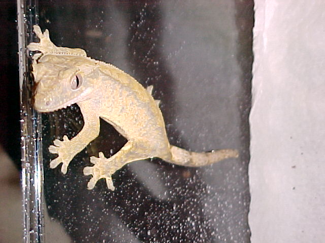 crested gecko