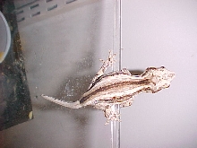 female striped gargoyle
