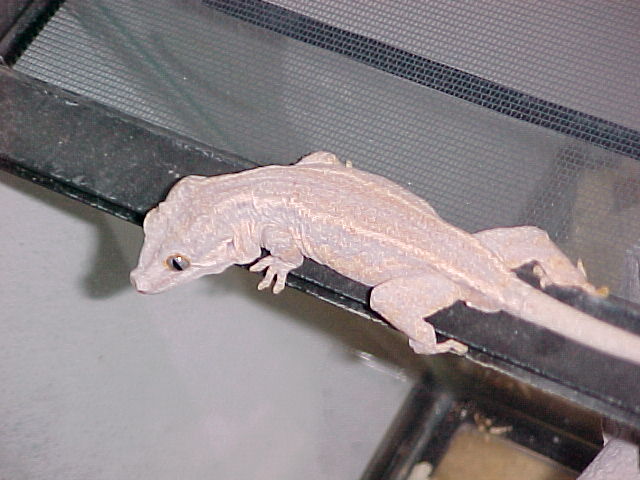 male striped gargoyle