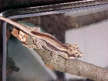 gargoyle gecko