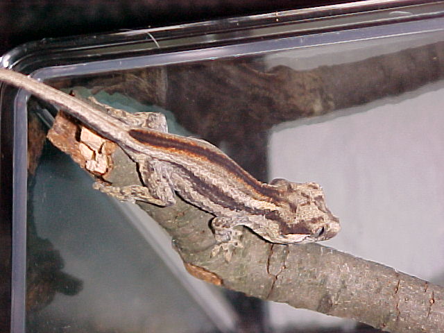 gargoyle gecko