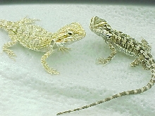 Hypo dragons update