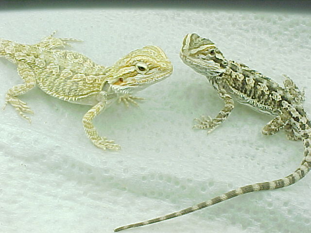 Hypo dragons update