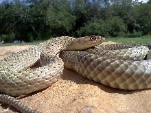 Texas Coachwhip