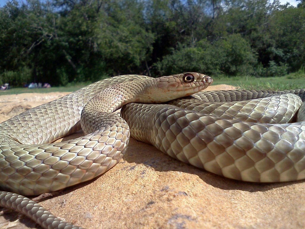 Texas Coachwhip