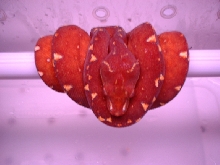 http://www.herpforum.com