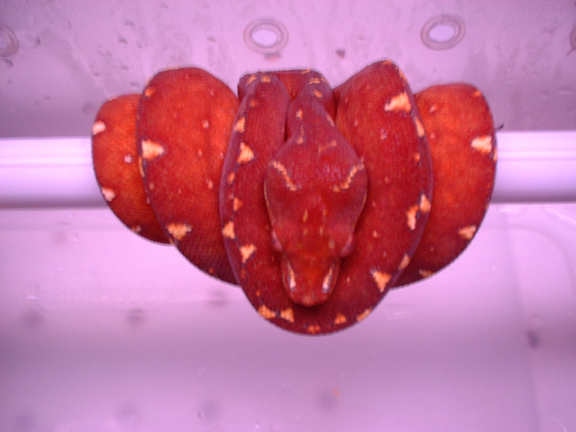http://www.herpforum.com