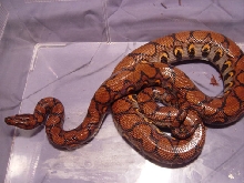 www.herpforum.com