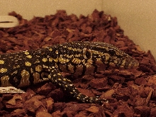 ornatus