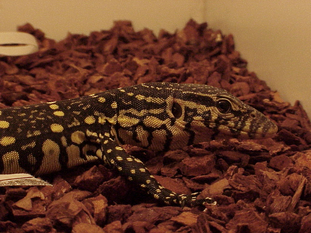 ornatus