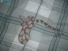 SUPER CLEAN anery boa