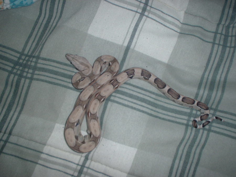 SUPER CLEAN anery boa