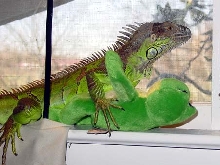 Spike with friend