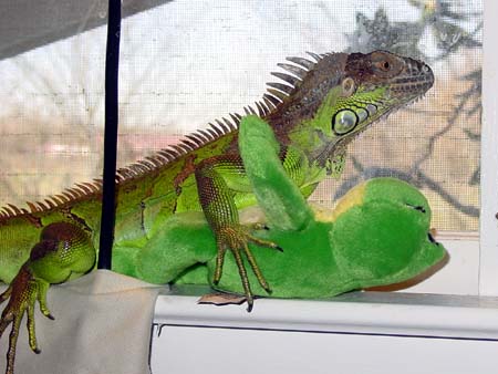 Spike with friend