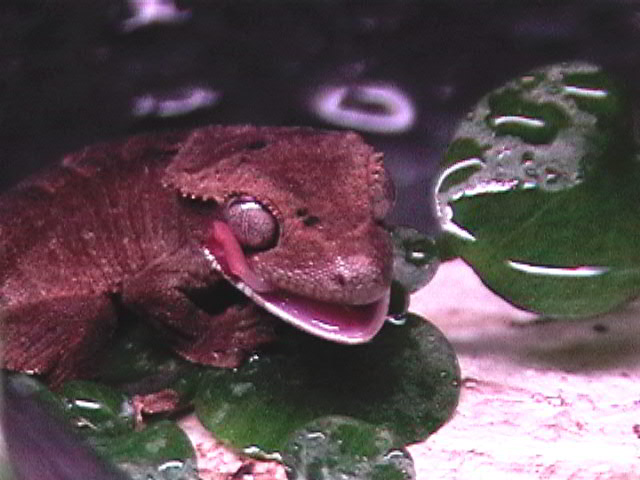 babycrestedlickingeye