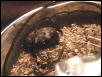 Crab
