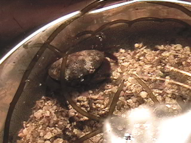 Crab