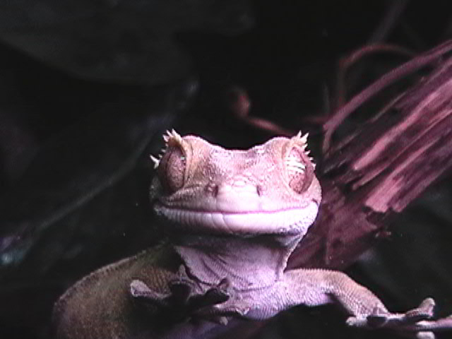 Female Crested Climbing