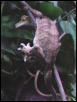 Female Crestd on Kiwi Vine