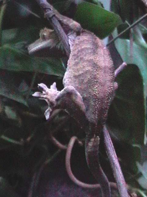 Female Crestd on Kiwi Vine