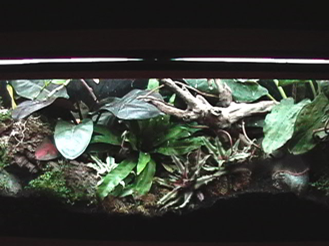 Fifty Five with more plants