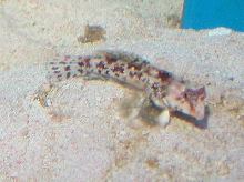 Saltwater - Austin Aquariums