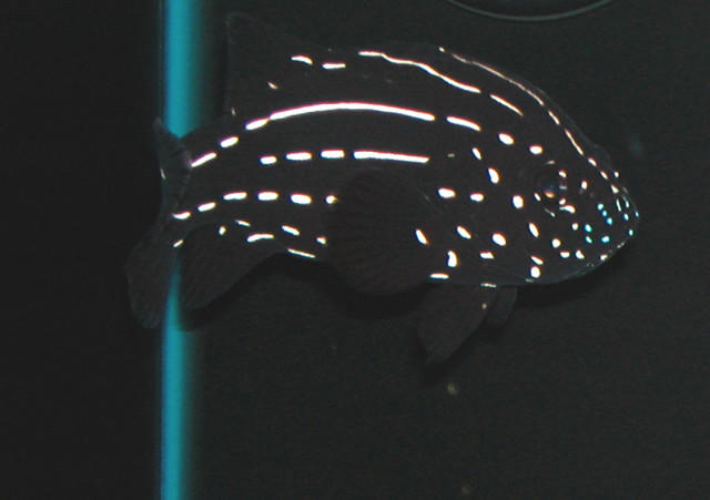 Saltwater Photos