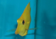Saltwater - Austin Aquariums