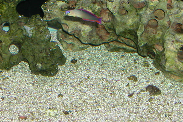 Saltwater Photos