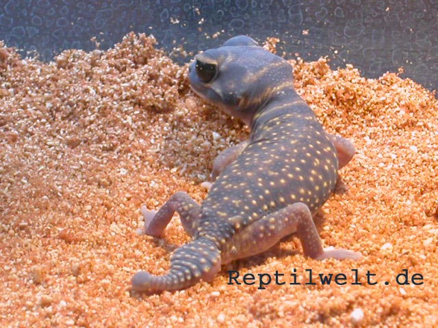 0,1 Nephrurus Stellatus