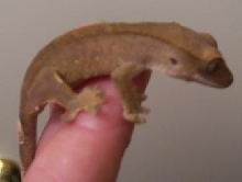 2ND CRESTED
