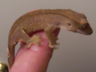 2ND CRESTED