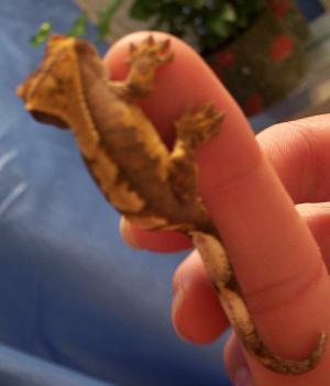 3RD CRESTED
