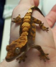 4TH CRESTED