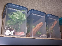 My Crested setups