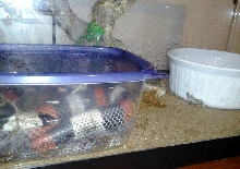 nesting milkshake