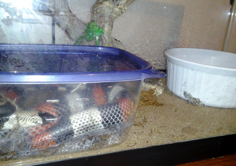 nesting milkshake