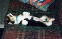 Tia Puppy