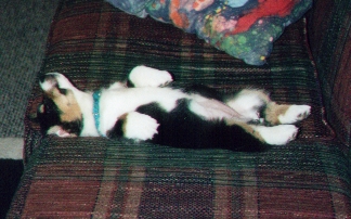 Tia Puppy