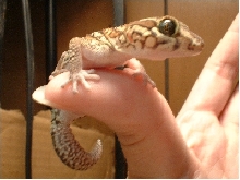 2nd Pictus